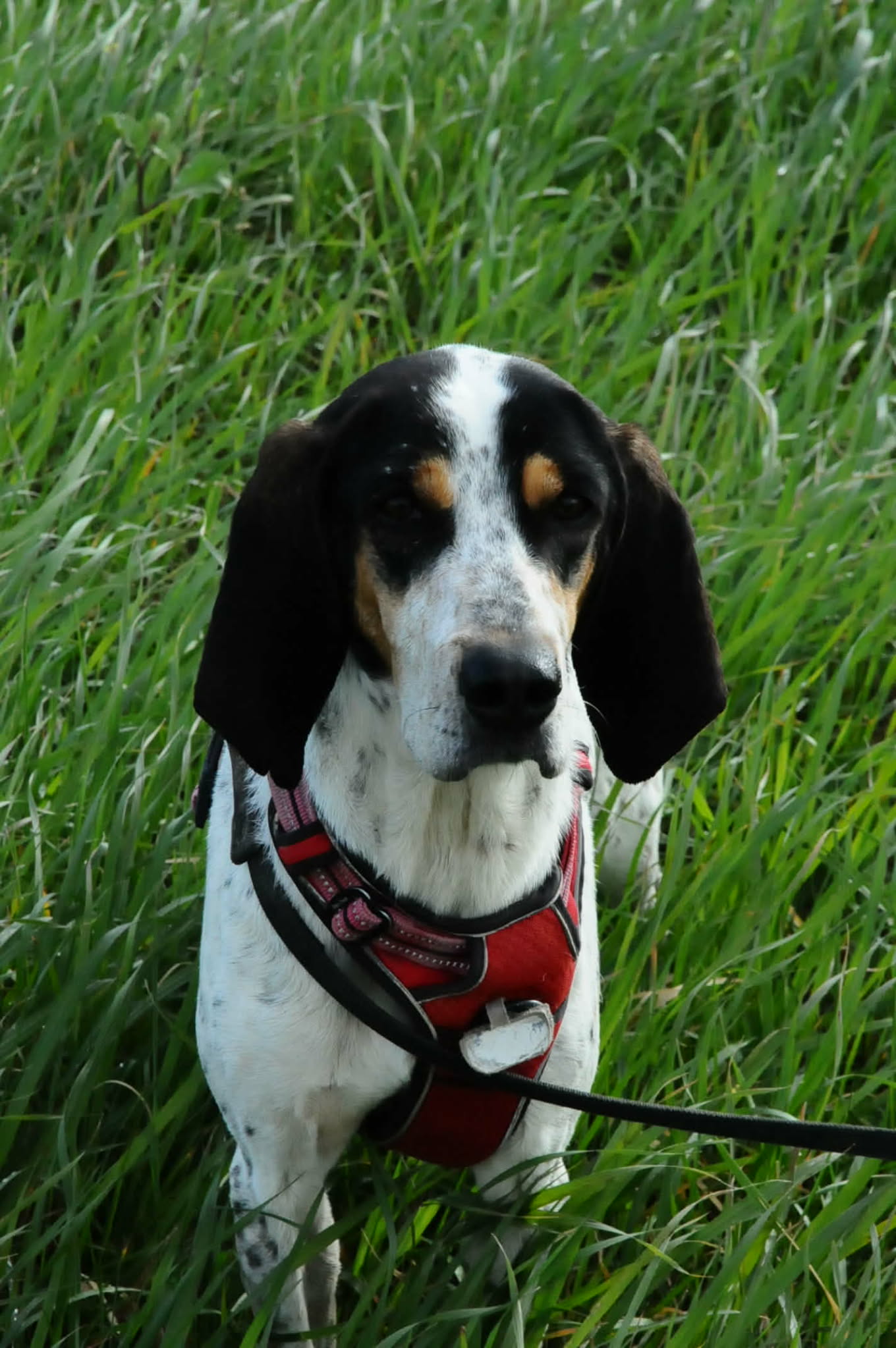 Lire la suite à propos de l’article Heïdi