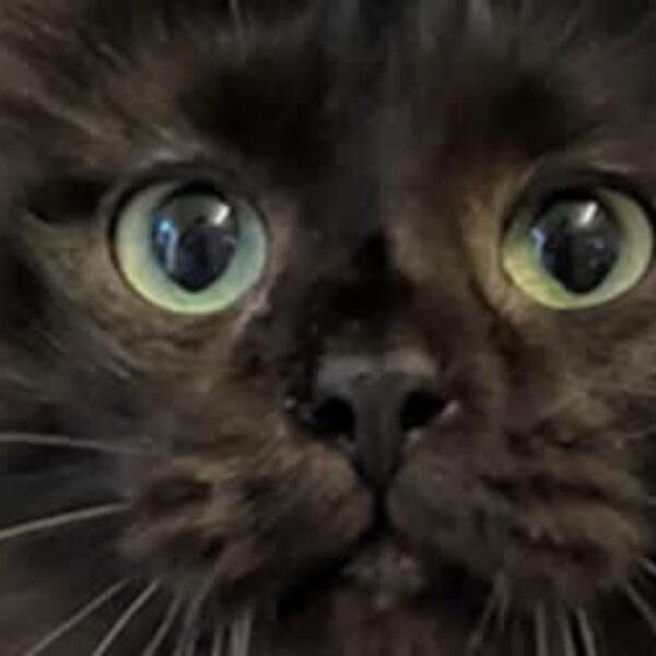 SAUVEZ Tibou – Un grand merci !