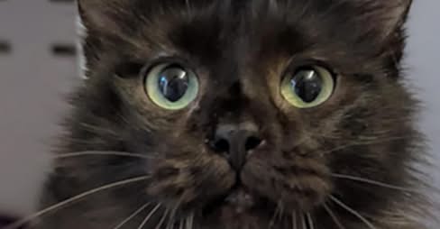 Lire la suite à propos de l’article SAUVEZ Tibou – Un grand merci !