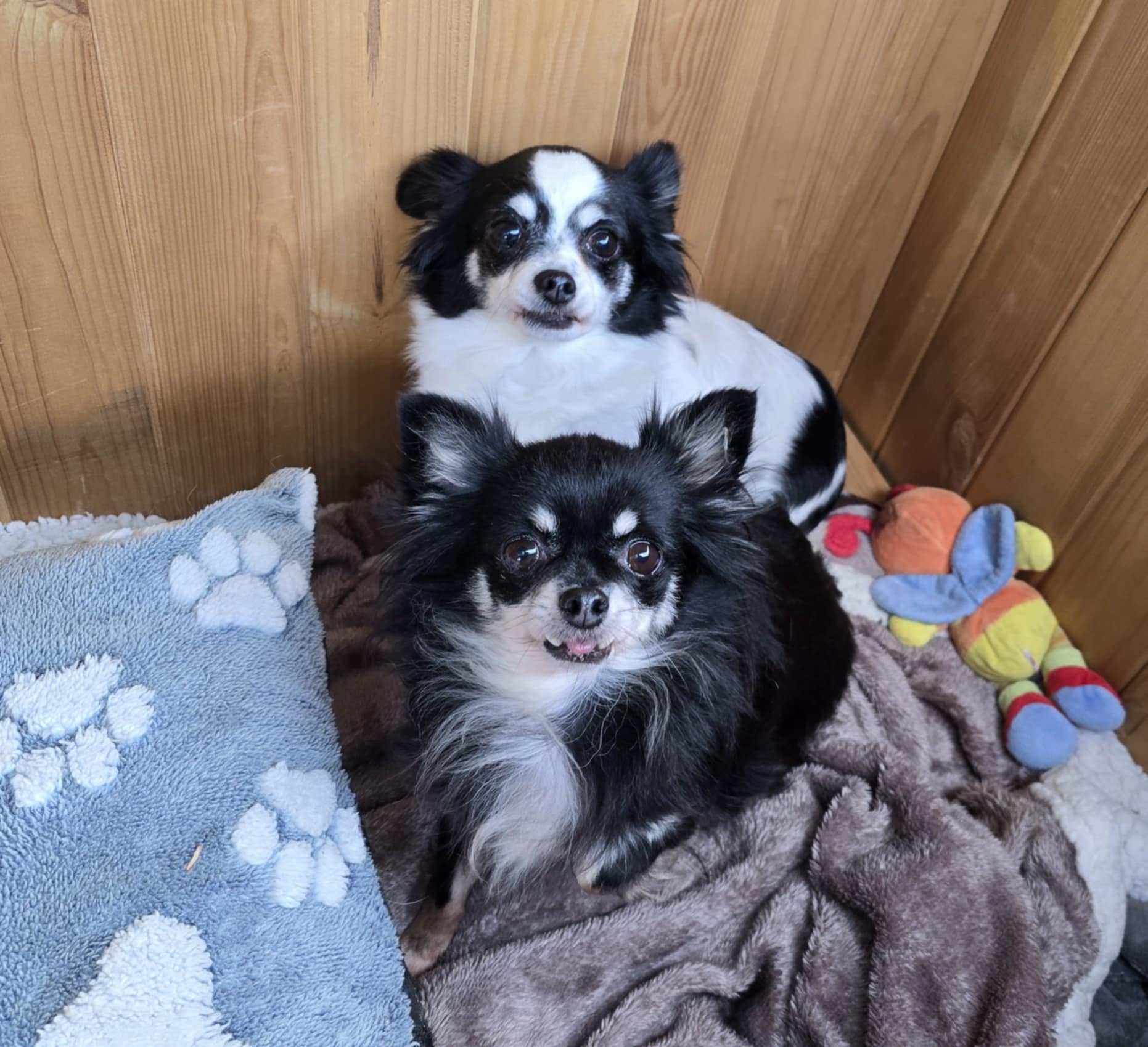 Lire la suite à propos de l’article Gloria et Opale