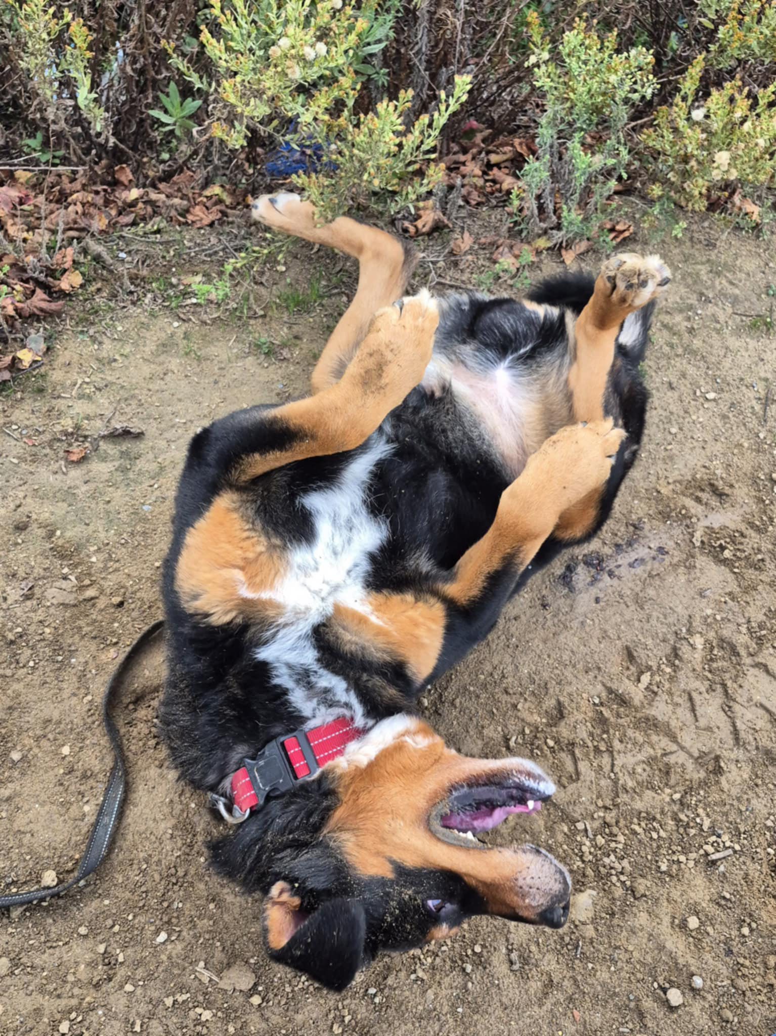 574579164_1242031414617231_7224502861579657488_n