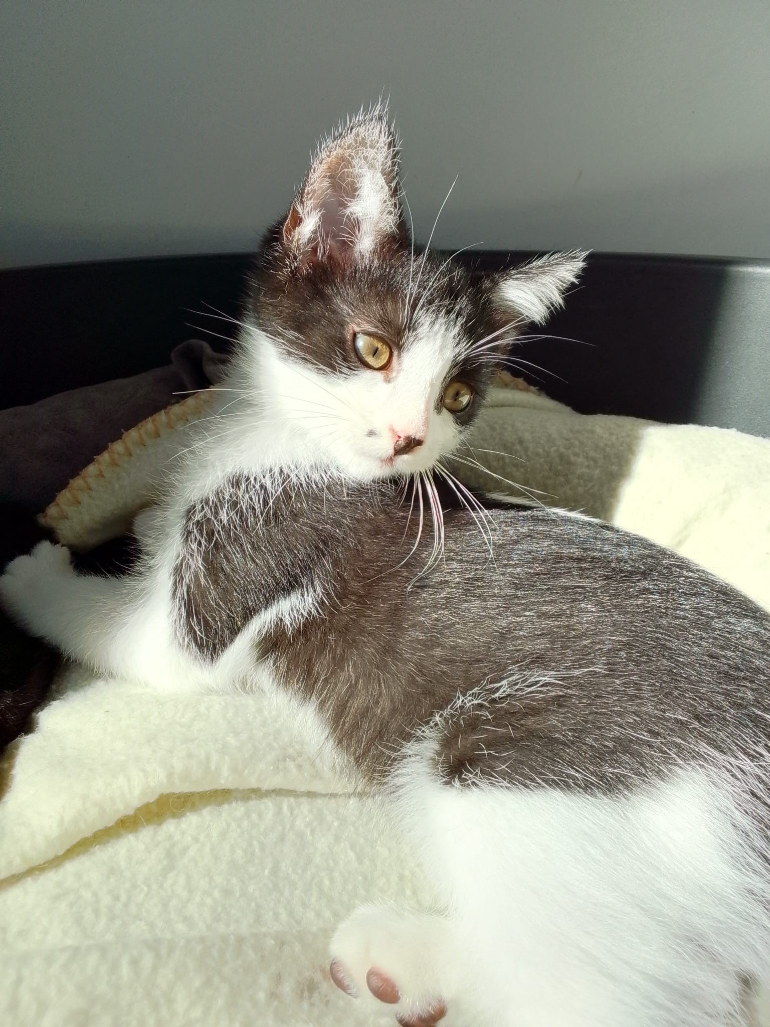 Lire la suite à propos de l’article Pim’s chaton