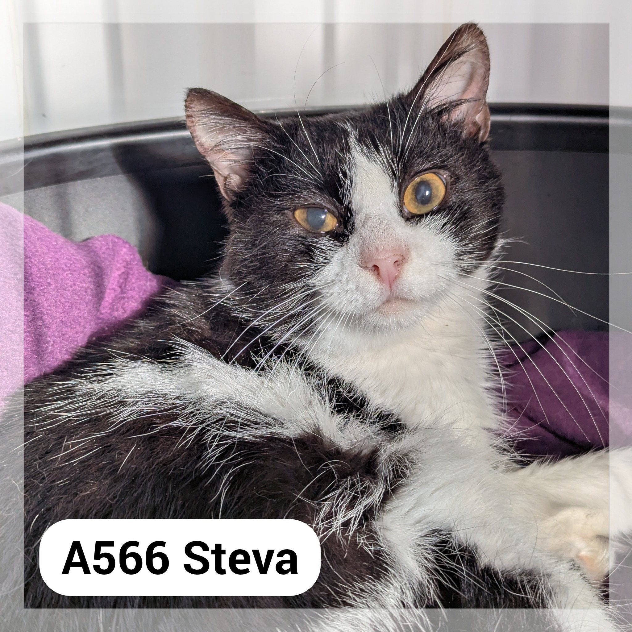 Lire la suite à propos de l’article Steva