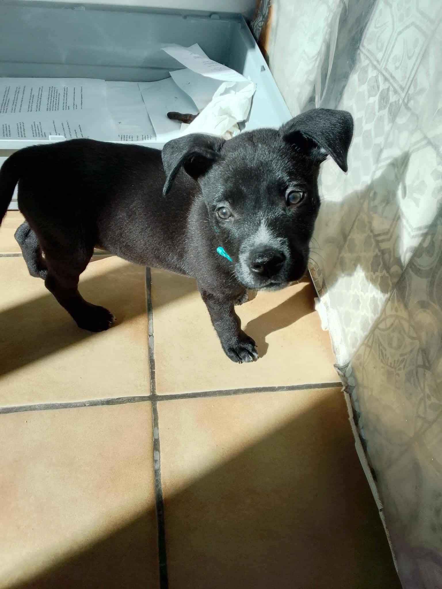 Lire la suite à propos de l’article Eros chiot