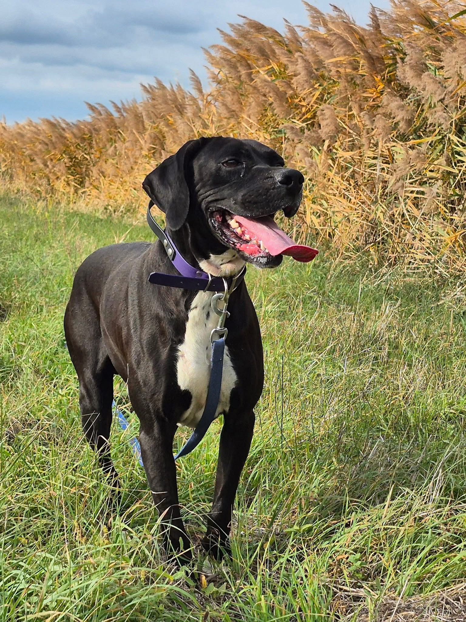 Lire la suite à propos de l’article Patoche