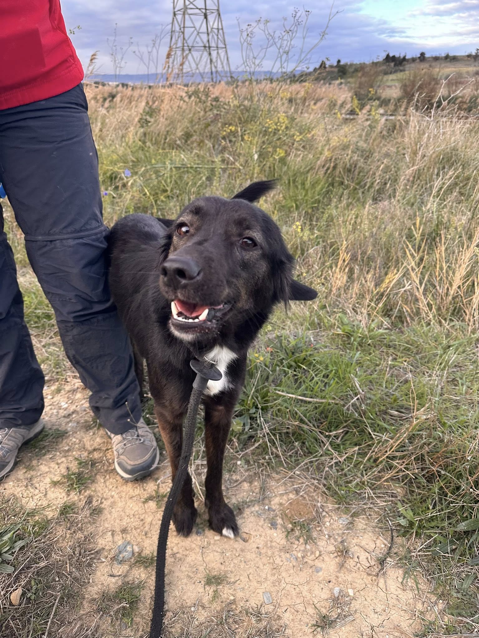 Lire la suite à propos de l’article Allie