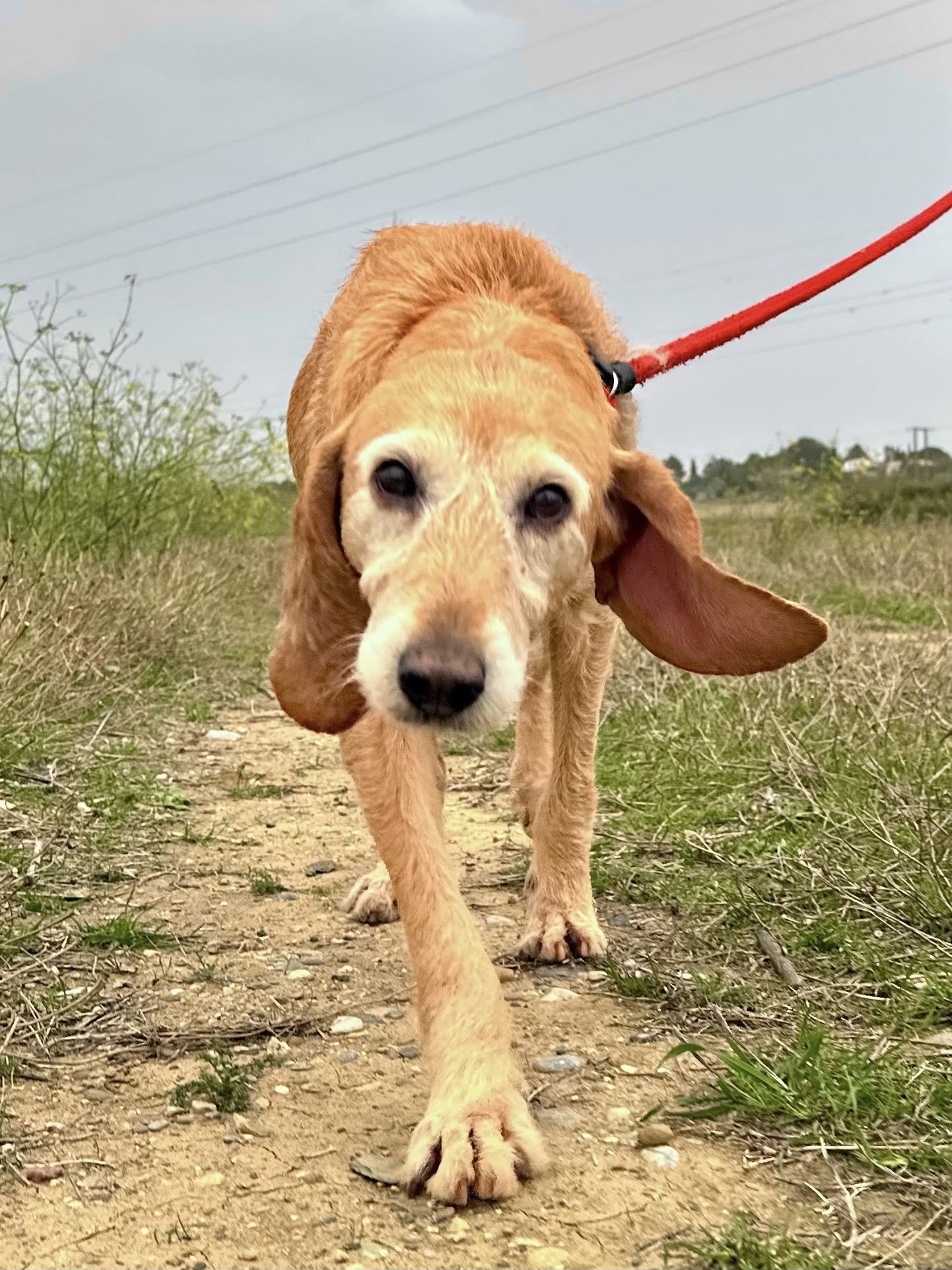 Lire la suite à propos de l’article Fauve GROS SOS