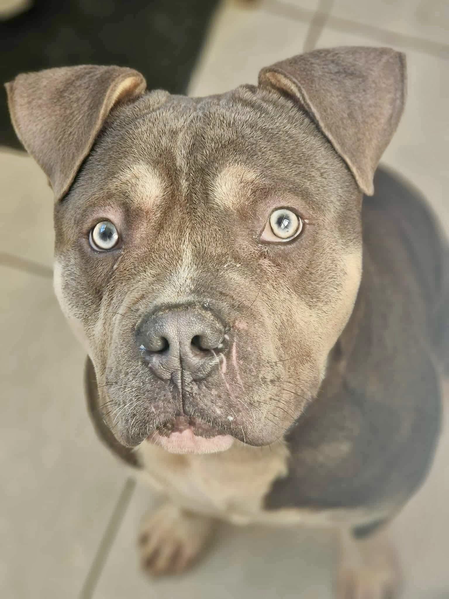 Lire la suite à propos de l’article Goliath réservé