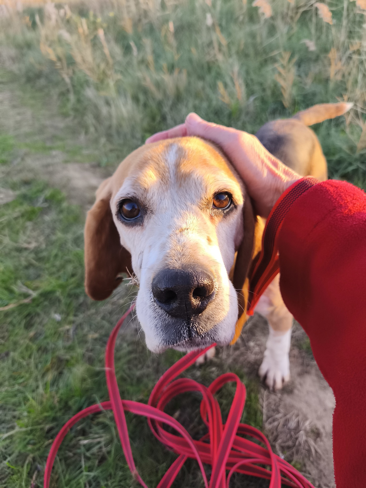 Lire la suite à propos de l’article Néné