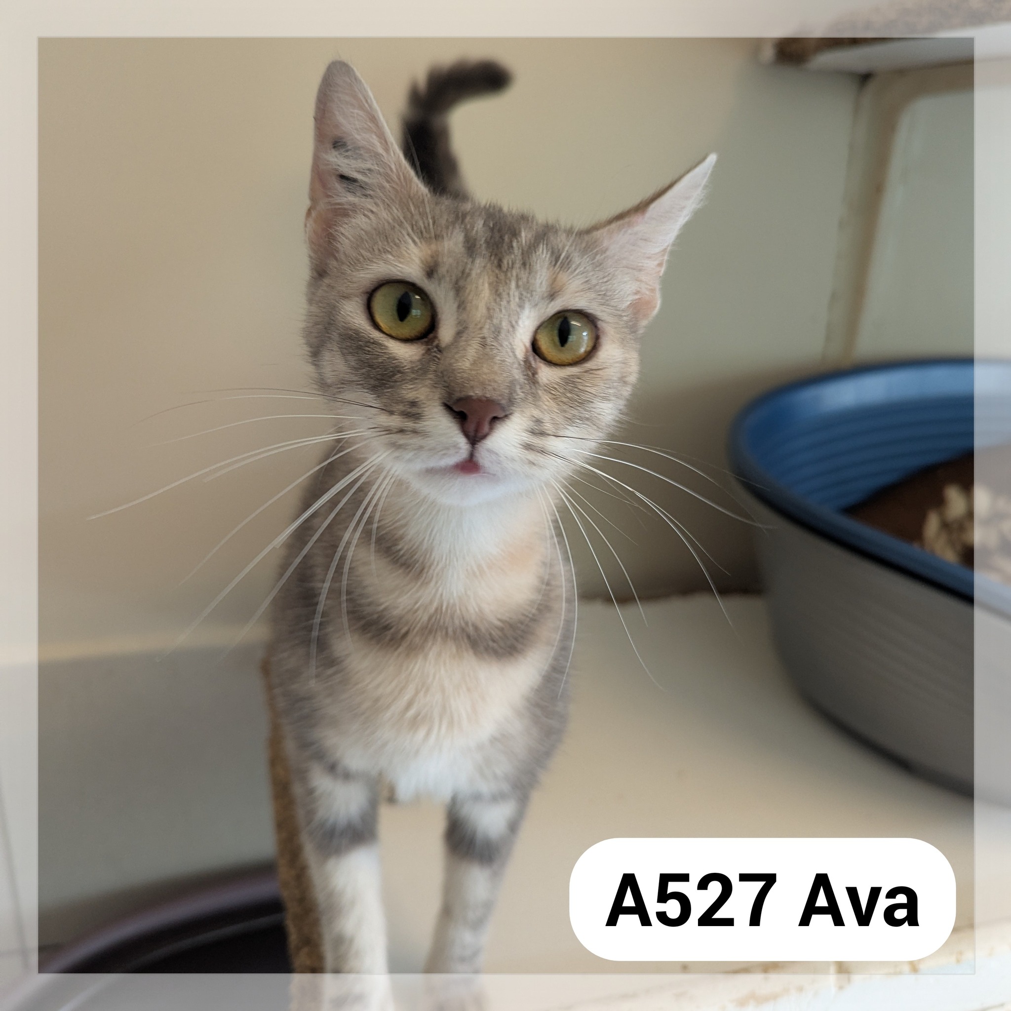 Lire la suite à propos de l’article Ava