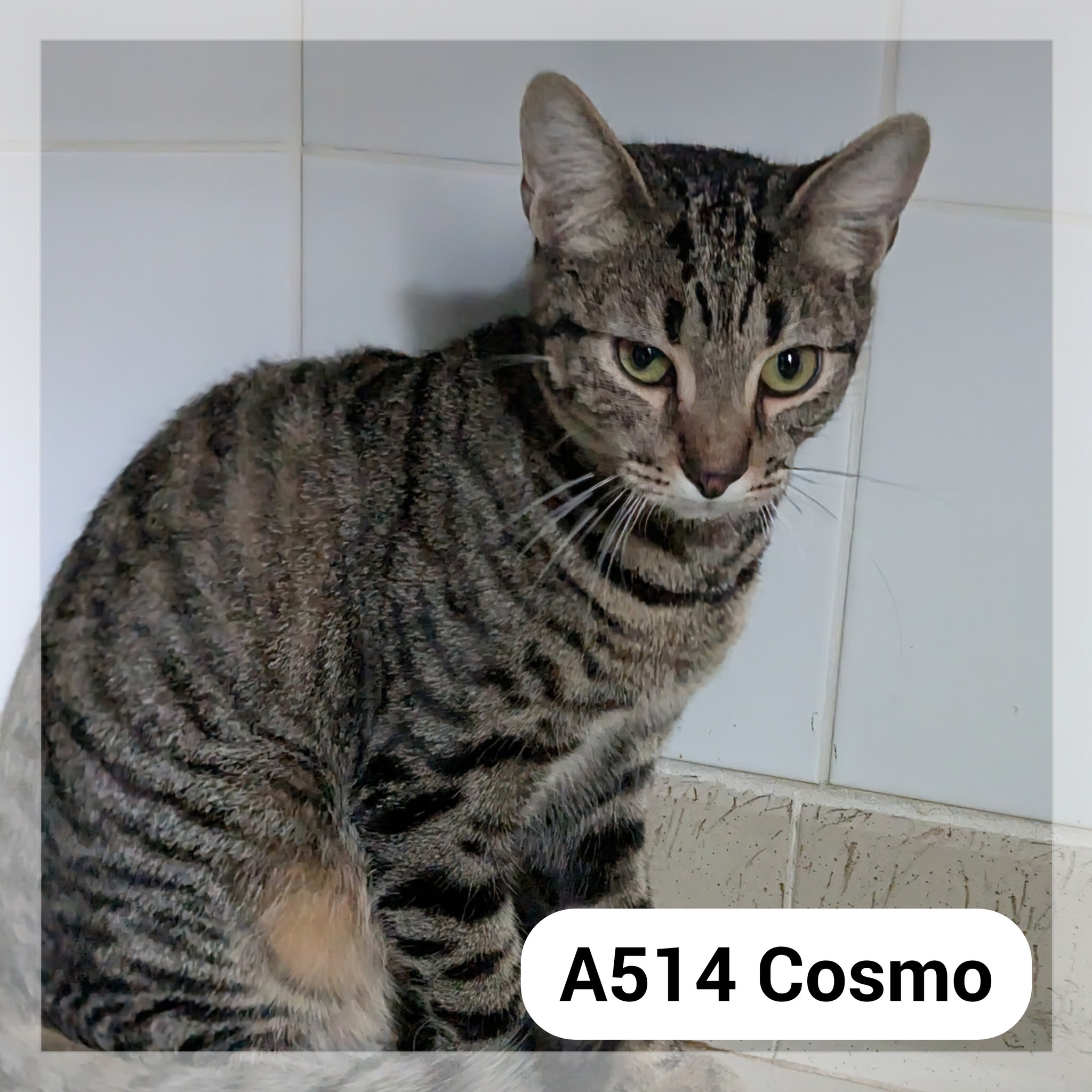 Lire la suite à propos de l’article Cosmo