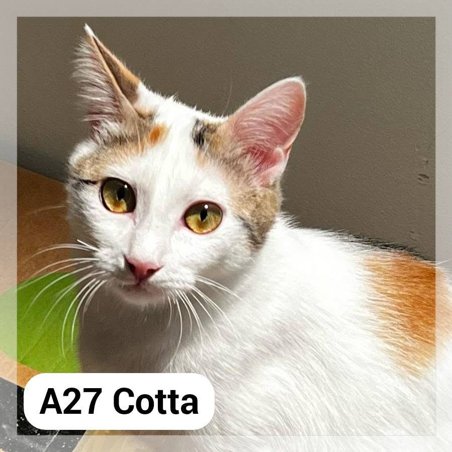 Lire la suite à propos de l’article Cotta – A27