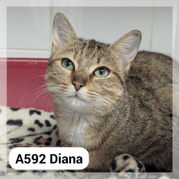 Diana – Réservée