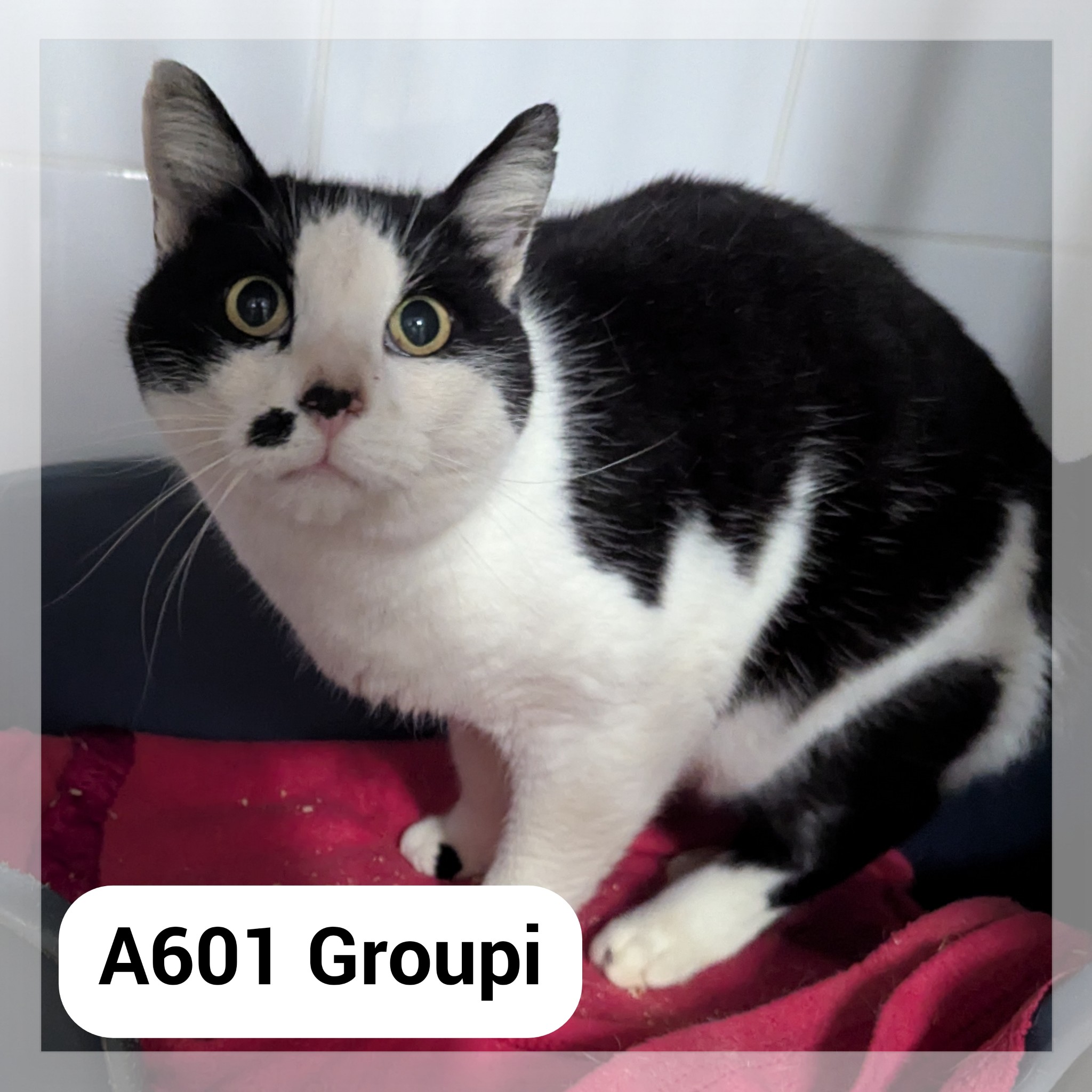 Lire la suite à propos de l’article Groupi