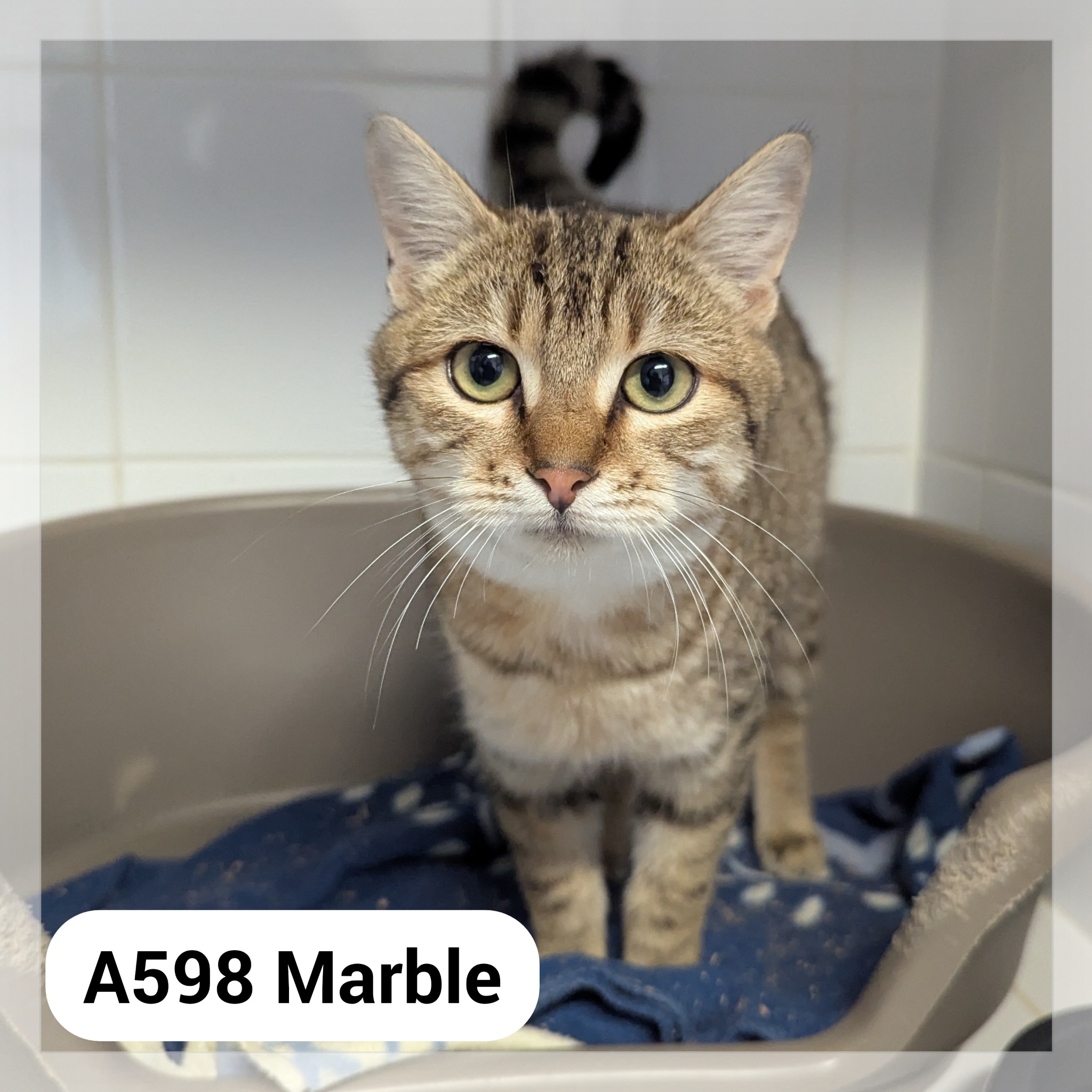 Lire la suite à propos de l’article Marble