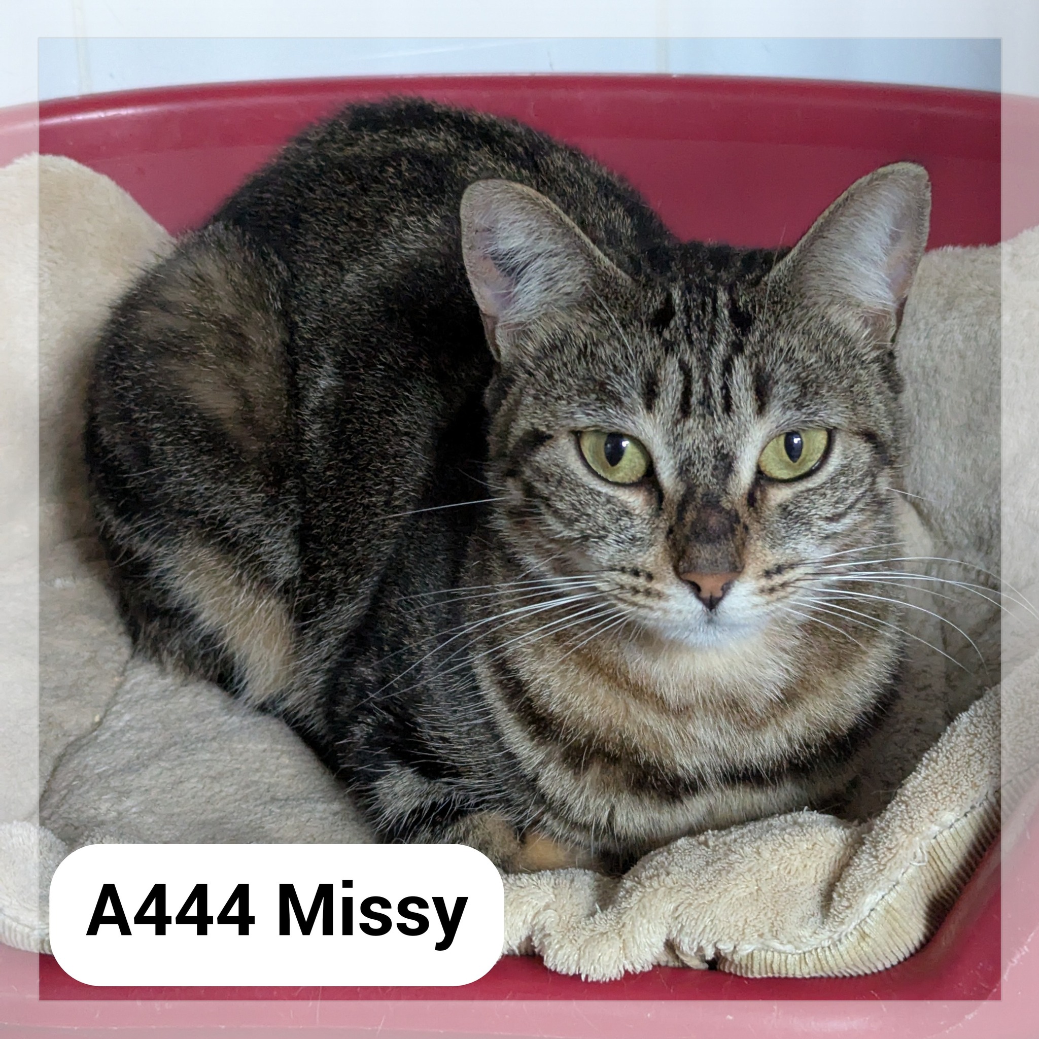 Lire la suite à propos de l’article Missy