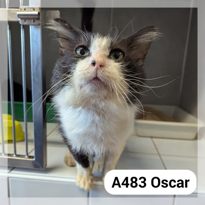 Oscar