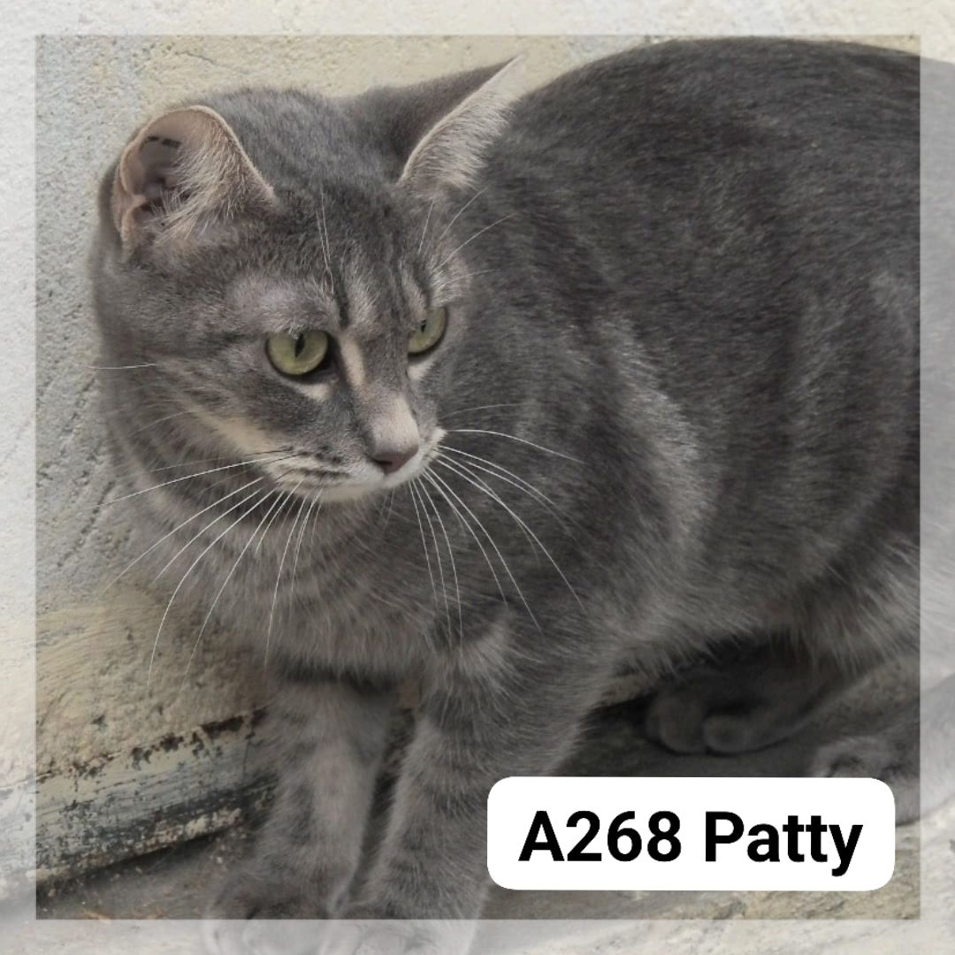 Lire la suite à propos de l’article Patty