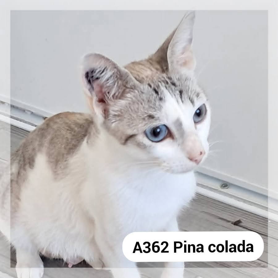 Lire la suite à propos de l’article Piña Colada