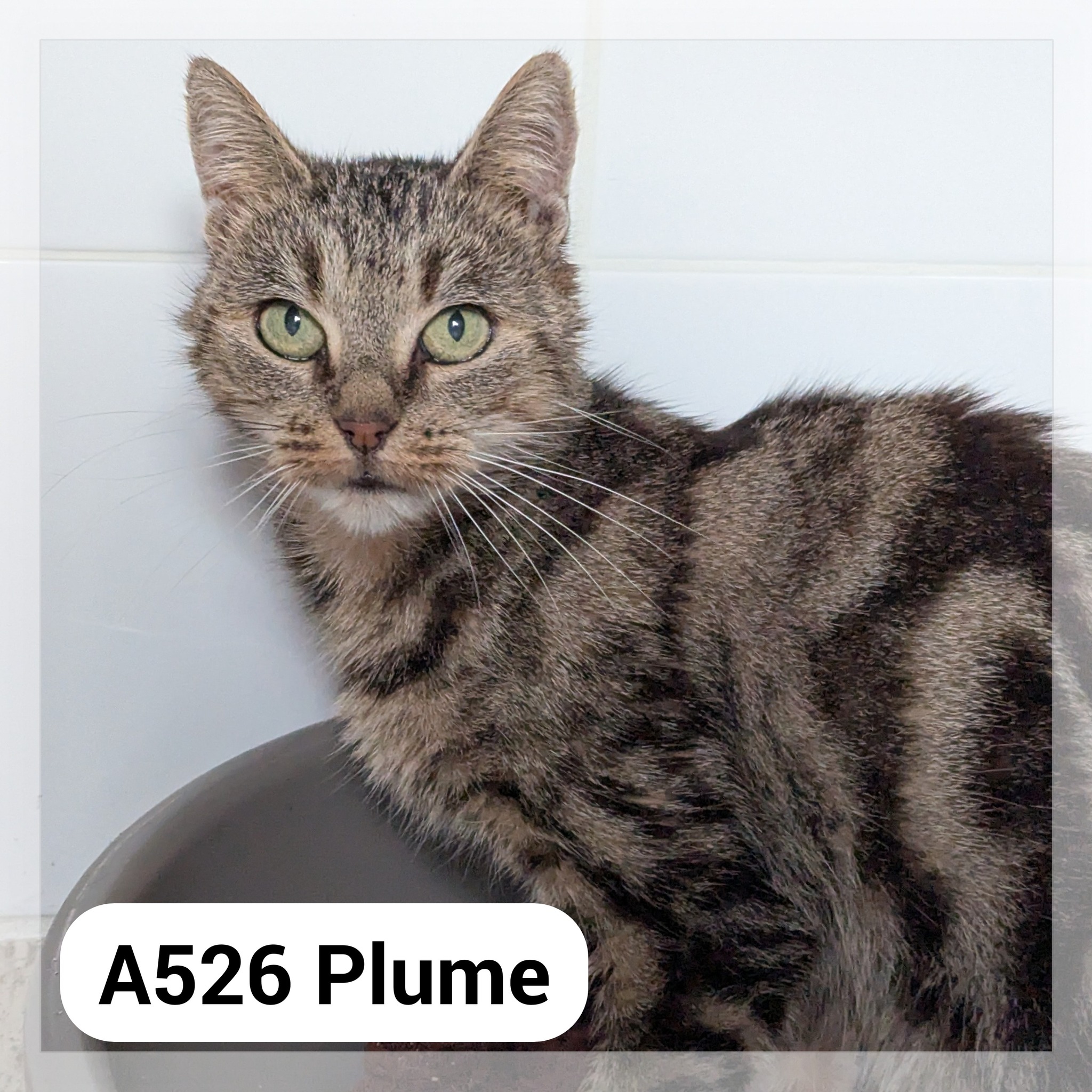 Lire la suite à propos de l’article Plume