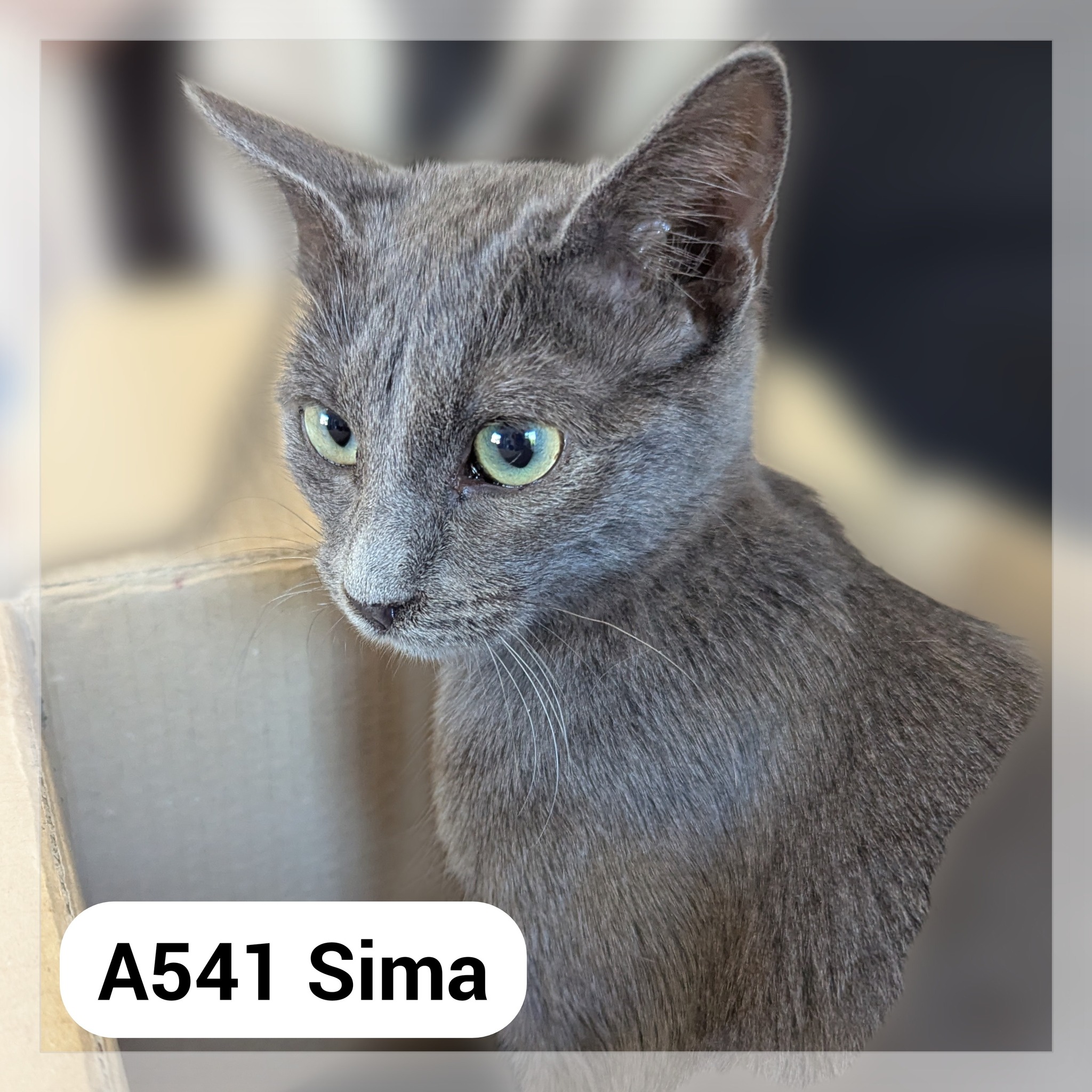 Lire la suite à propos de l’article Sima réservée