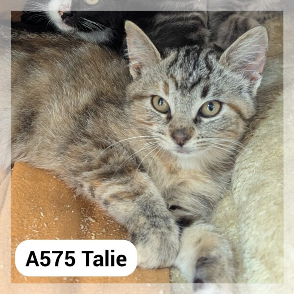 Talie – Réservée