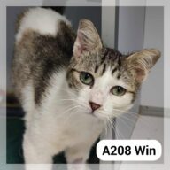 Win *SOS FALD*, chat à l’adoption à la SCPA de Carcassonne