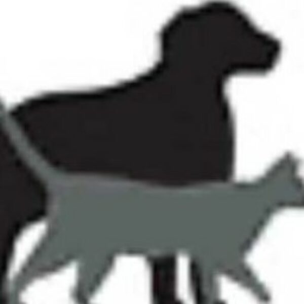 Les petits anges de la chatterie