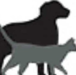 Lire la suite à propos de l’article Les petits anges de la chatterie