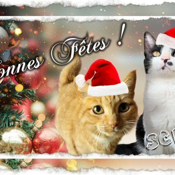 La hotte du Père Noël à la SCPA