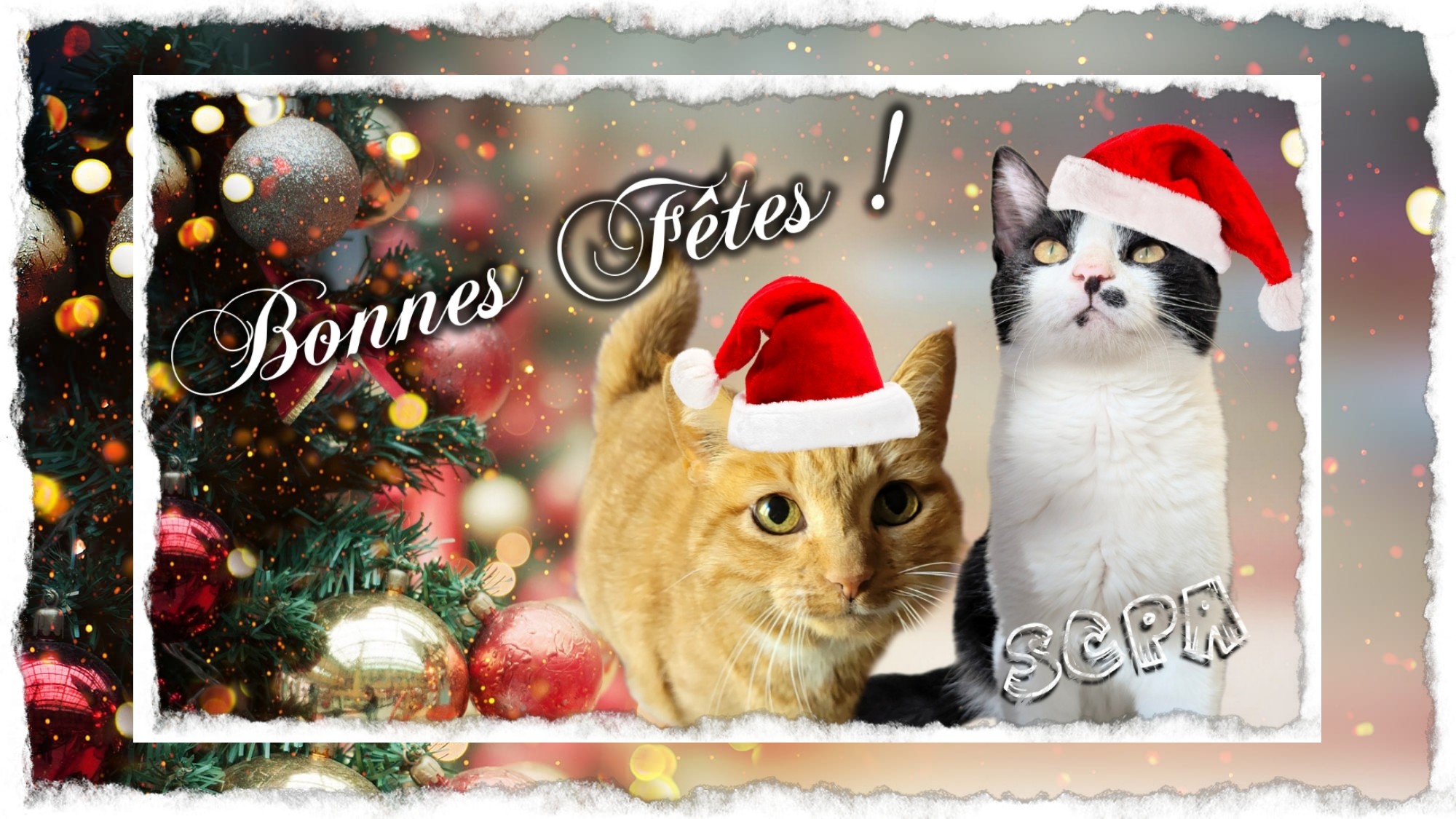 Lire la suite à propos de l’article La hotte du Père Noël à la SCPA