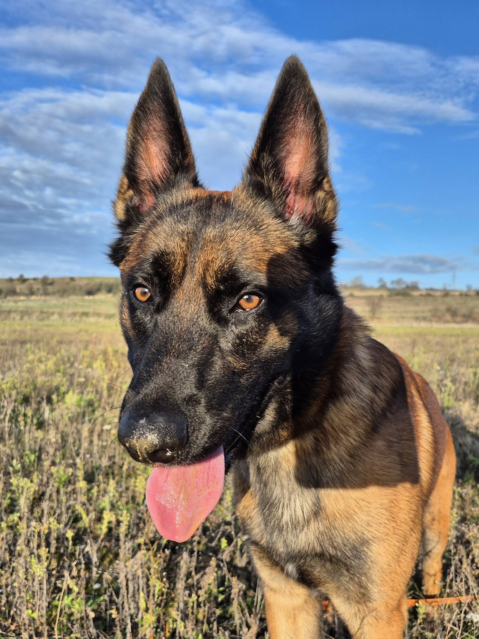 Lire la suite à propos de l’article Volt