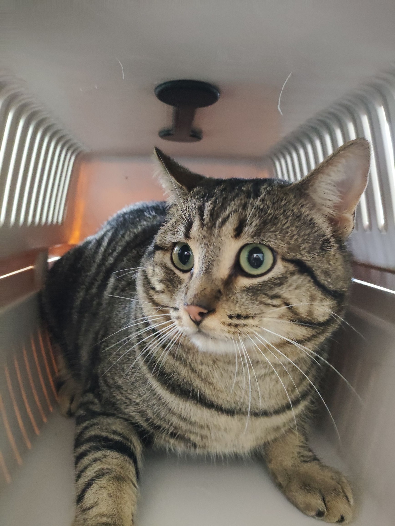 Lire la suite à propos de l’article 21/12 – FOURRIÈRE – A654 FO 01/01