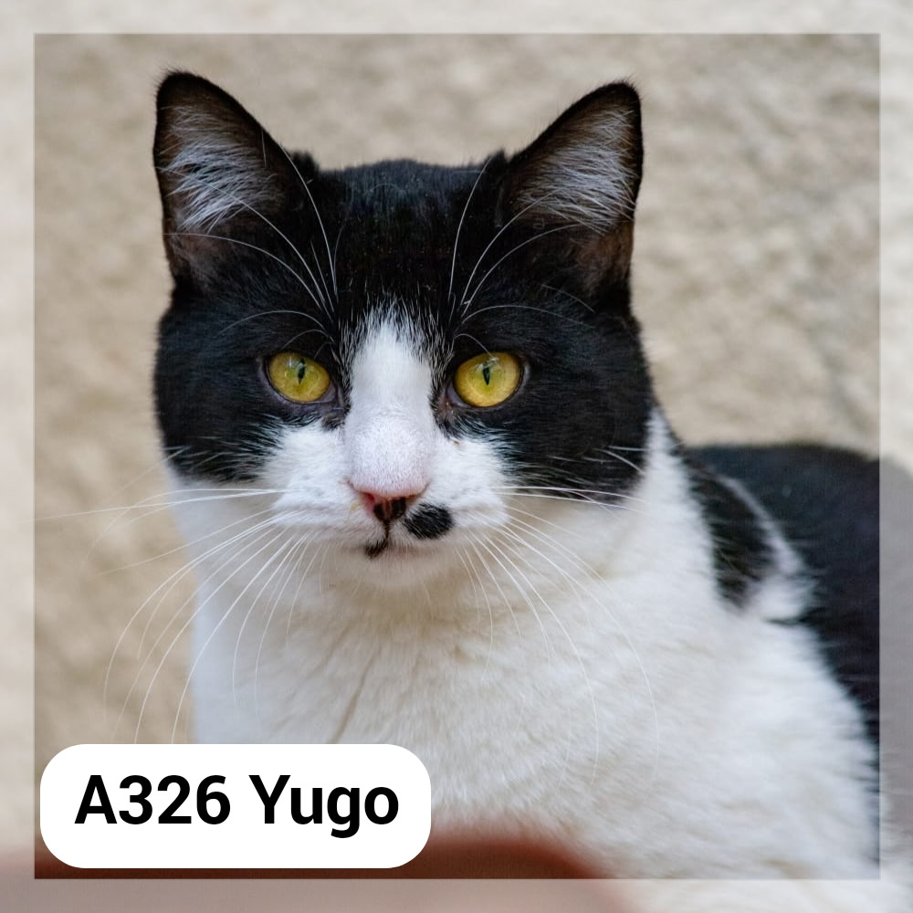 Lire la suite à propos de l’article Yugo