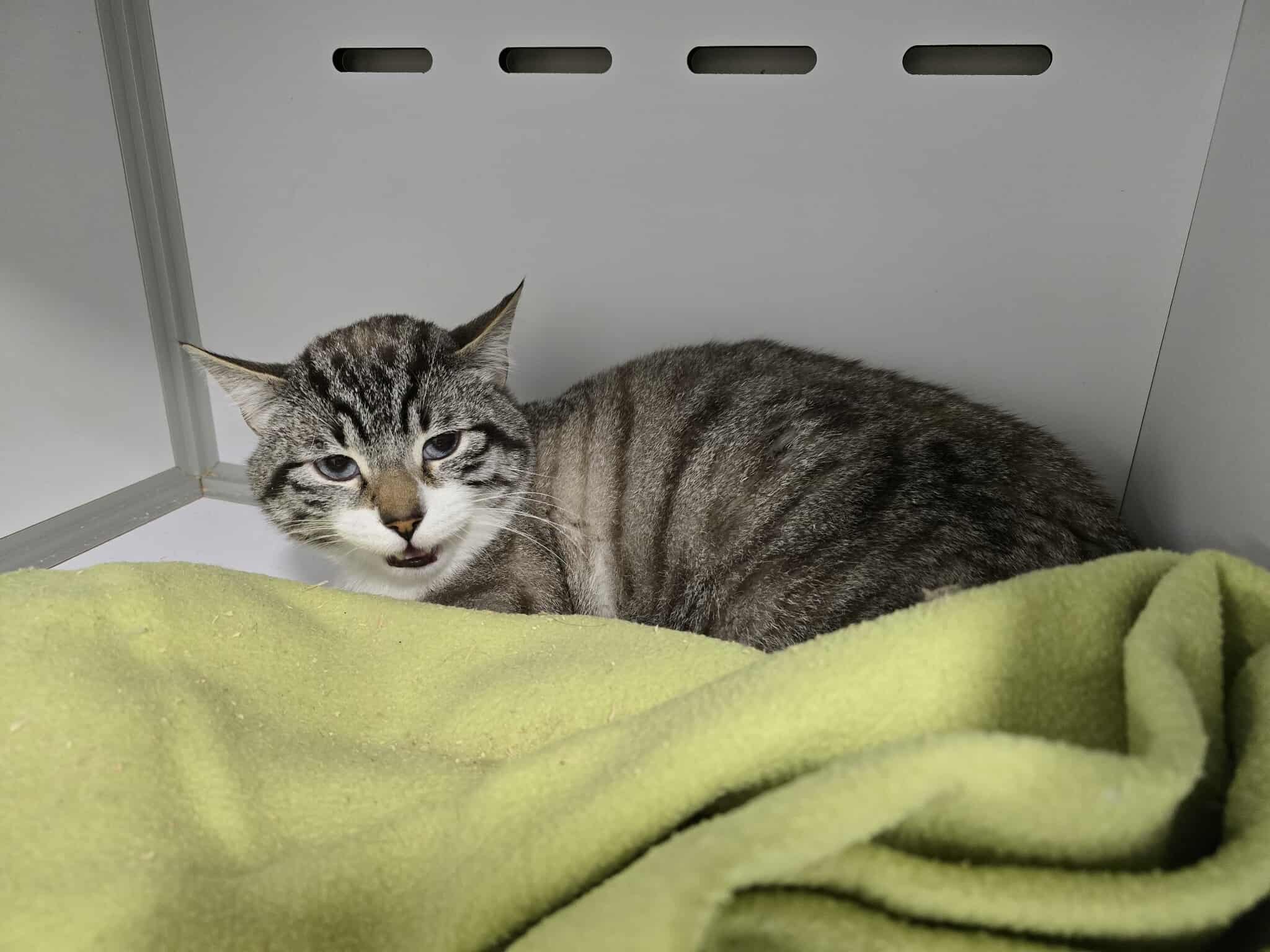 Lire la suite à propos de l’article 01/12 – FOURRIÈRE – A627