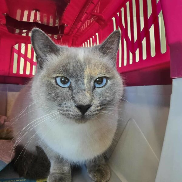 01/12 – FOURRIÈRE – A628