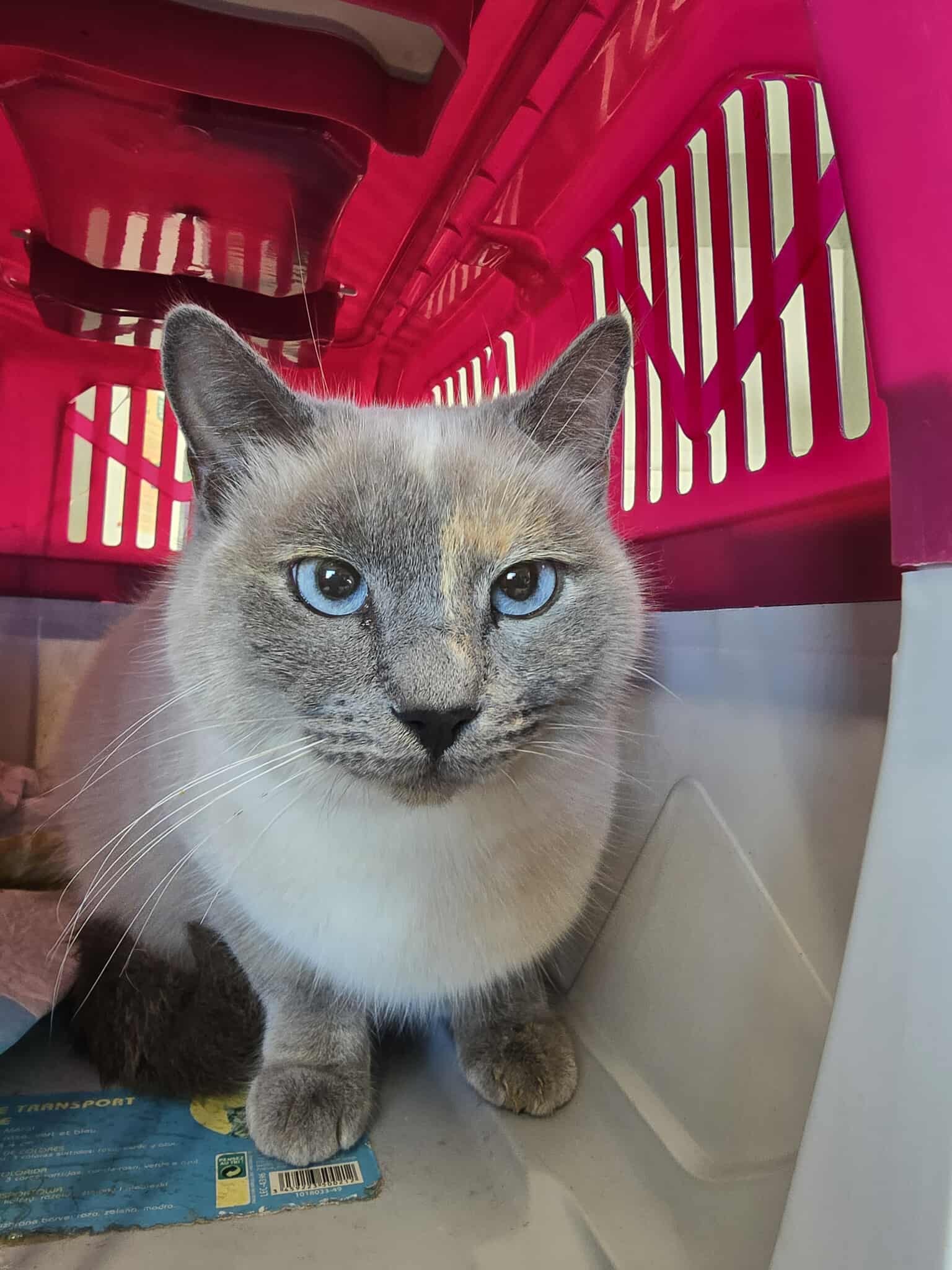 Lire la suite à propos de l’article 01/12 – FOURRIÈRE – A628