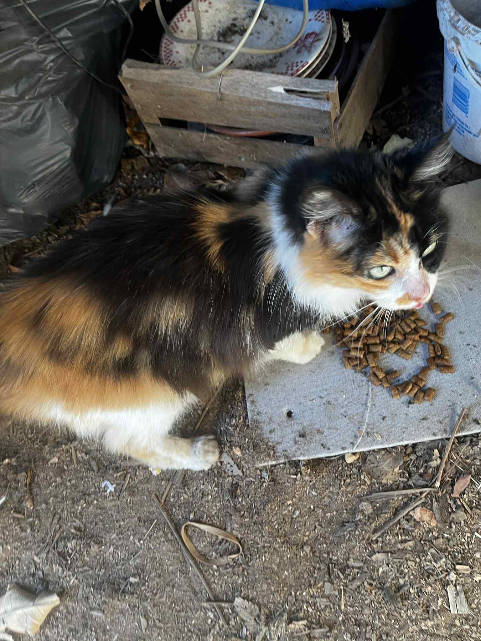 Lire la suite à propos de l’article 02/12 – FOURRIÈRE – A629