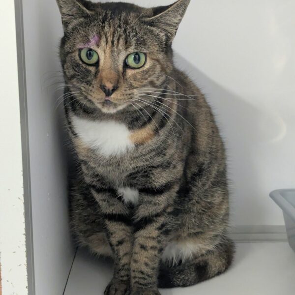 02/12 – FOURRIÈRE – A630