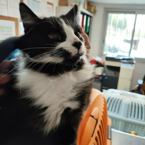 06/12 – FOURRIÈRE – A634 – Fo 16/12