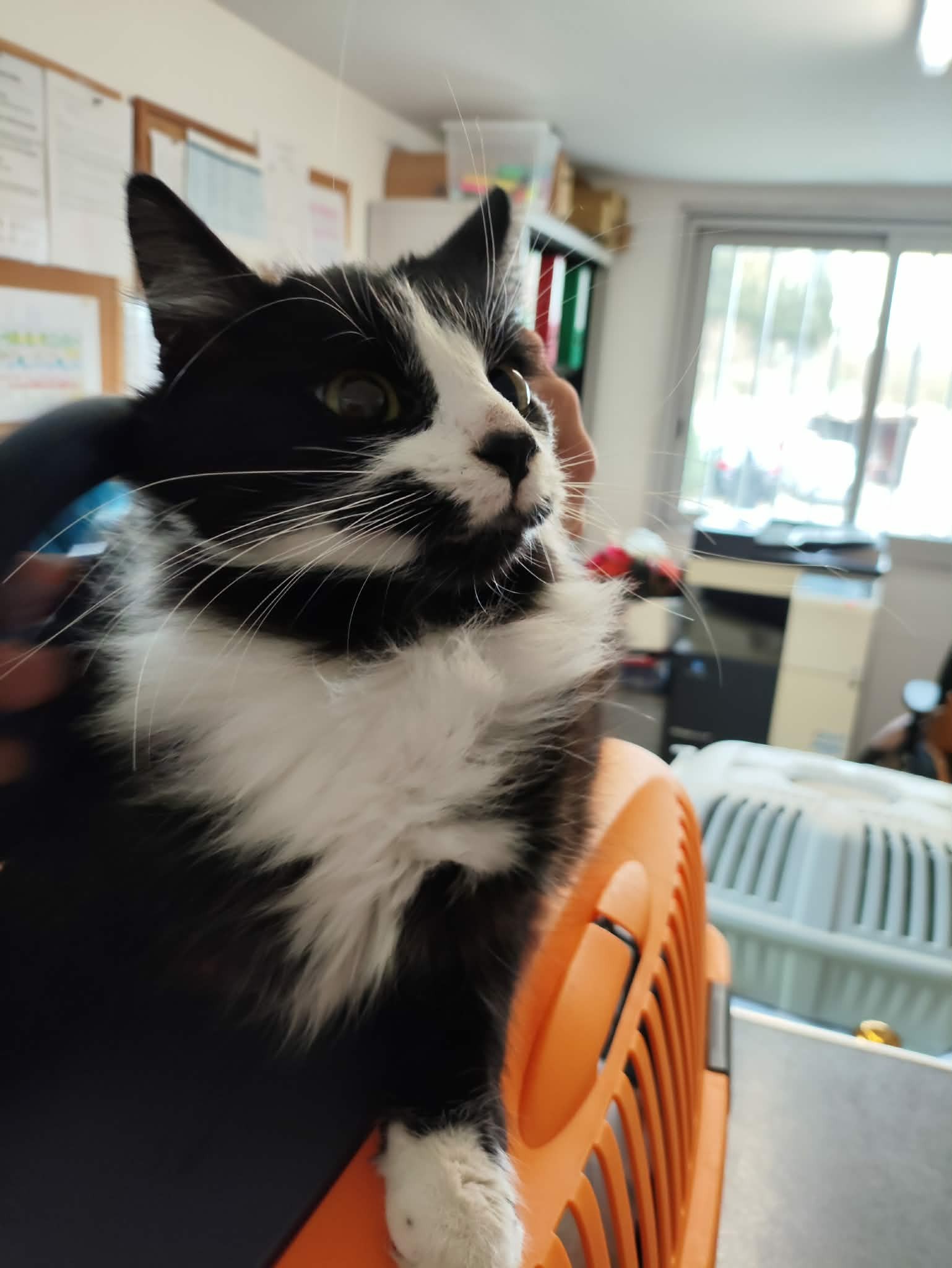 Lire la suite à propos de l’article 06/12 – FOURRIÈRE – A634 – Fo 16/12