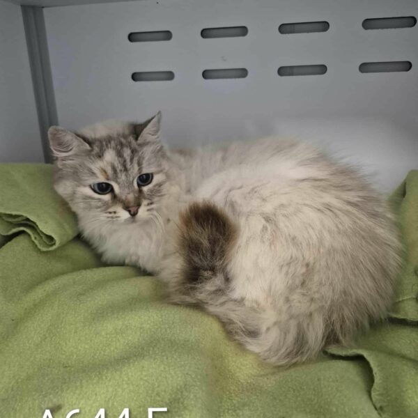 15/12 – FOURRIÈRE – A644 Fo 25/12