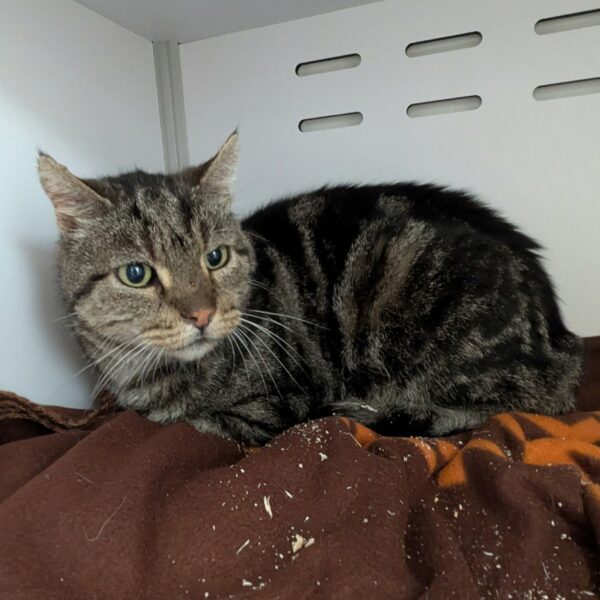 17/12 – FOURRIÈRE – A646-FO 27/12