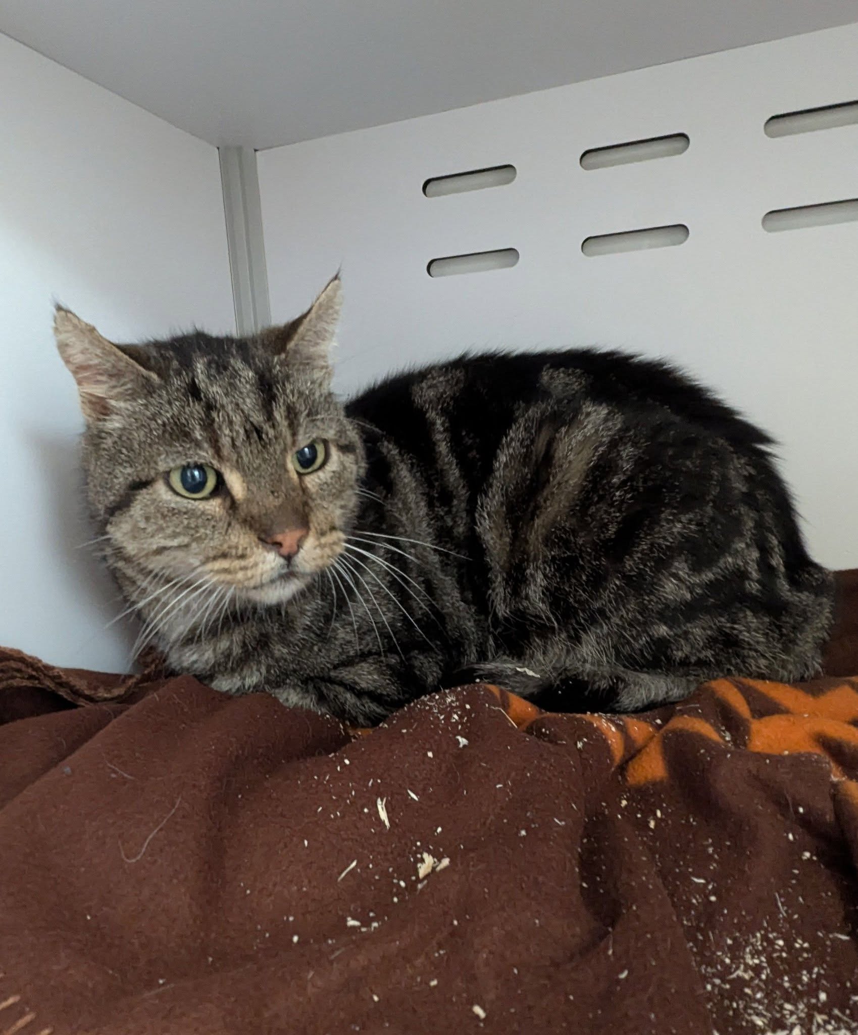 Lire la suite à propos de l’article 17/12 – FOURRIÈRE – A646-FO 27/12