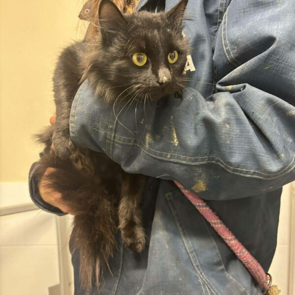 20/12 – FOURRIÈRE – A651 FO 30/12