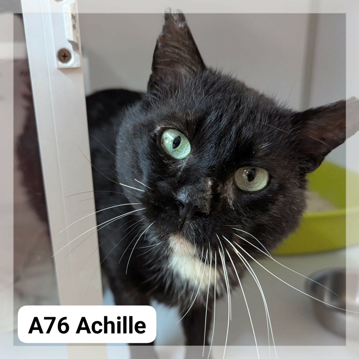 Achille