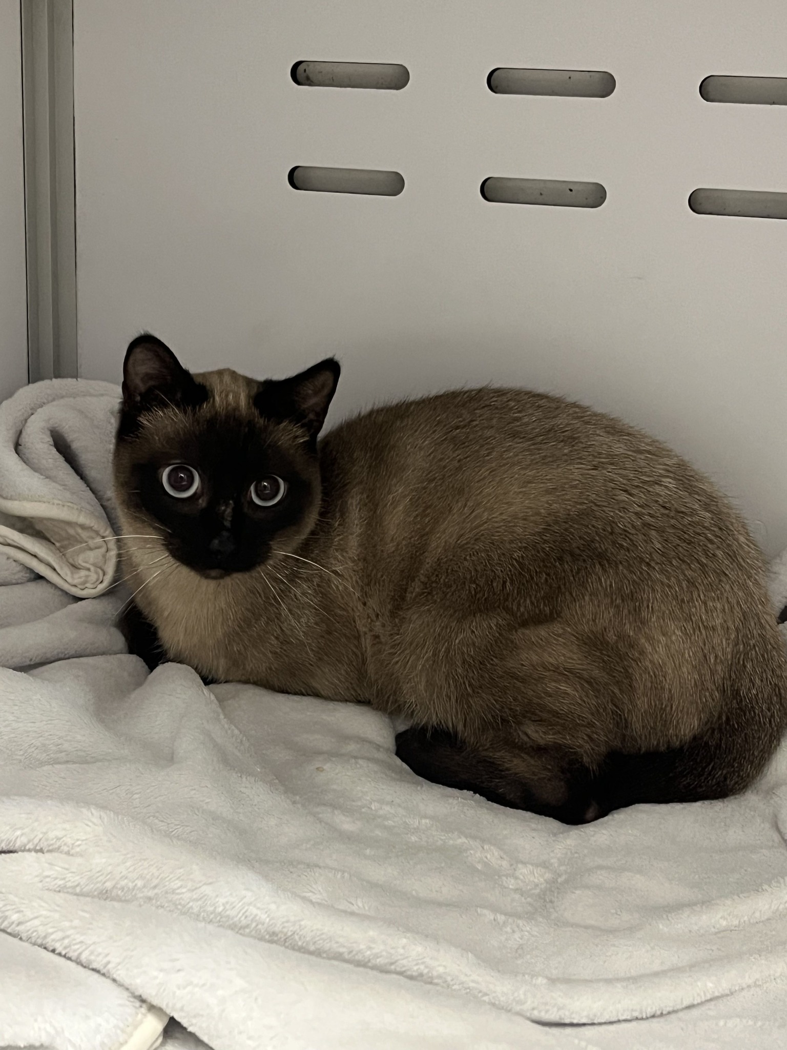 Lire la suite à propos de l’article 20/12 – FOURRIÈRE – A650-FO 30/12