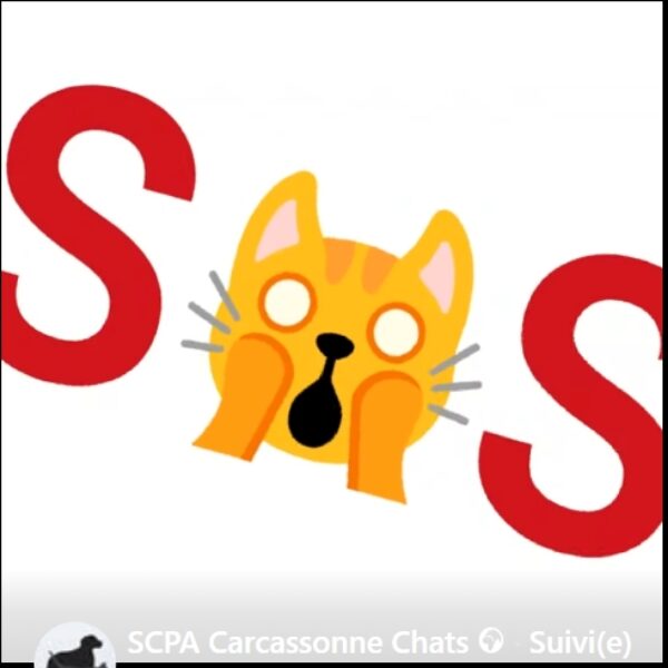 *SOS* pour nos matous