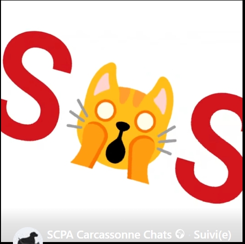 Lire la suite à propos de l’article *SOS* pour nos matous