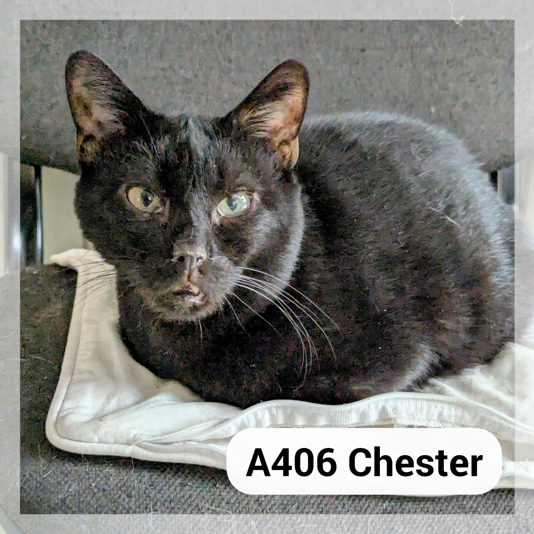 Lire la suite à propos de l’article Chester SOS FALD